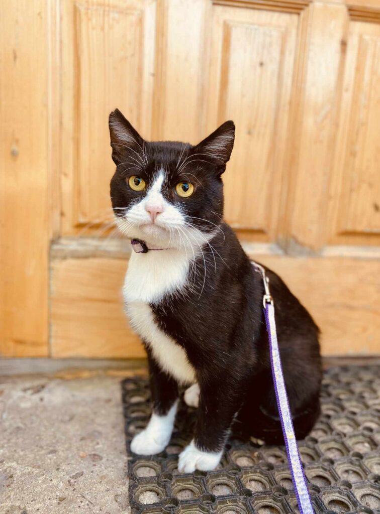 A tuxedo cat with yellow eyes is sitting and is wearing a leash