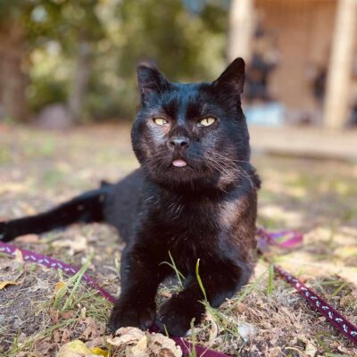 A shiny black cat is laying on the ground in the sun. His tongue is sticking out. He is on a leash