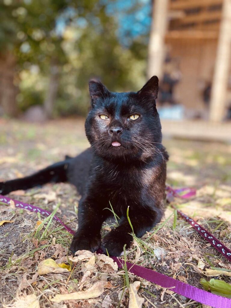A shiny black cat is laying on the ground in the sun. His tongue is sticking out. He is on a leash