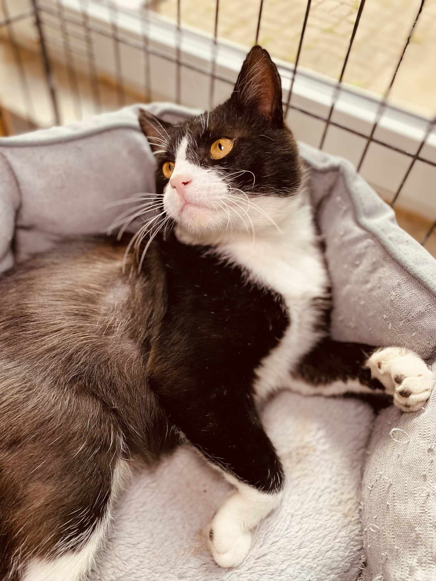 A tuxedo cat is laying in a cat bed and staring off camera