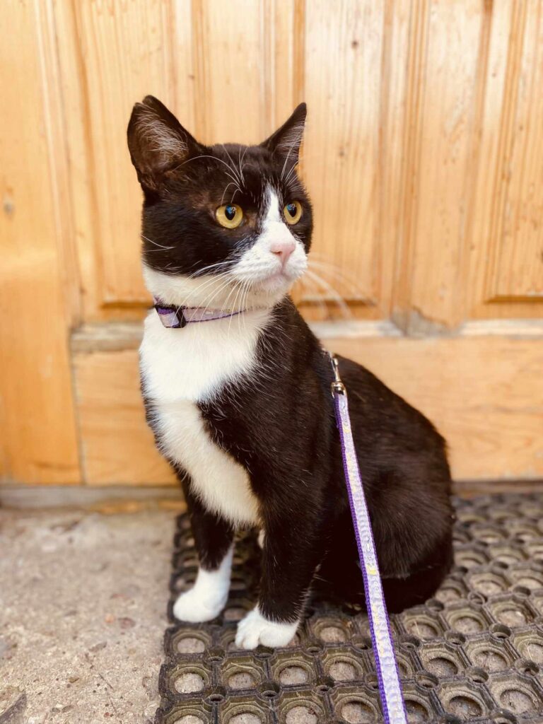 A tuxedo cat with yellow eyes is sitting and is wearing a leash