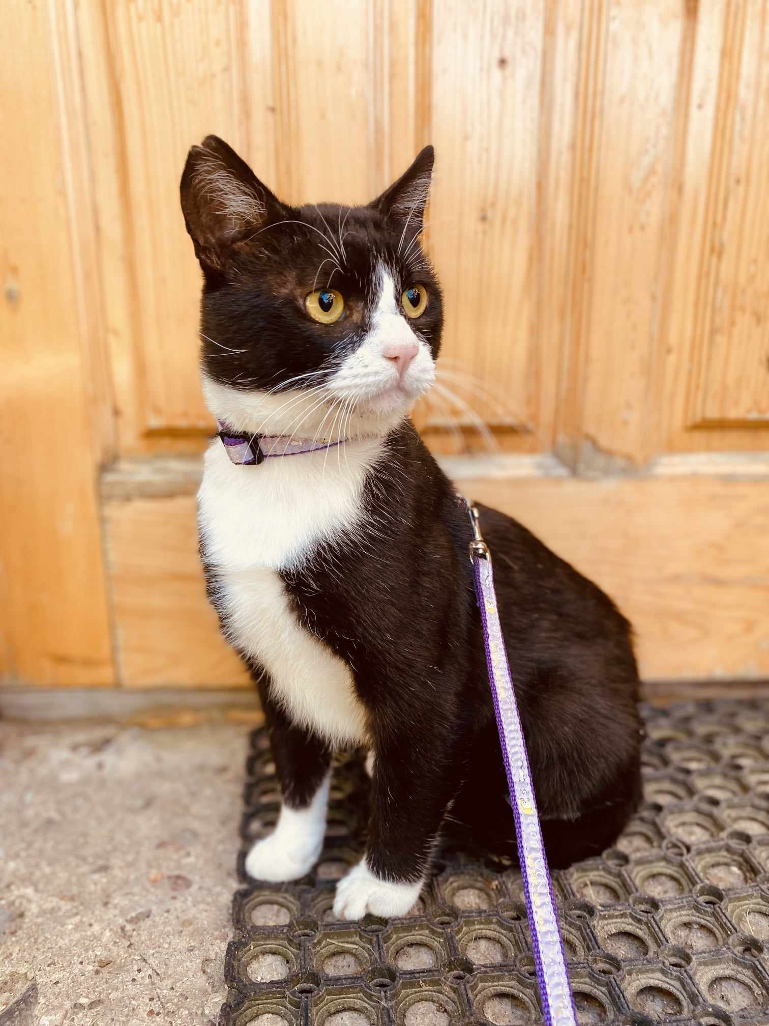 A tuxedo cat with yellow eyes is sitting and is wearing a leash