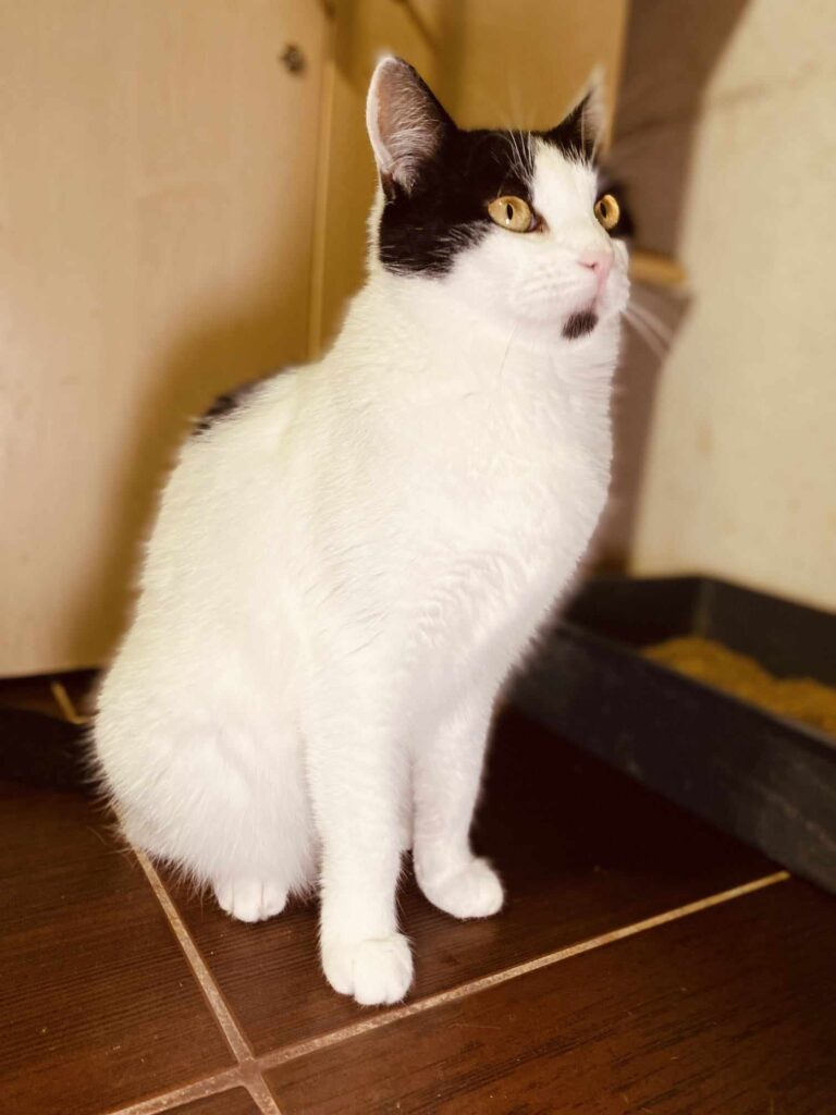 a black and white cat is sitting on a tile floor and staring at the wall