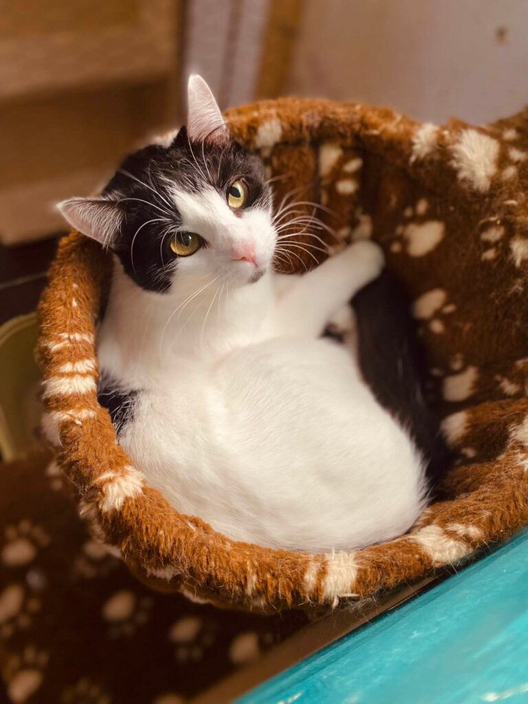 a black and white cat is lounging in a hammock