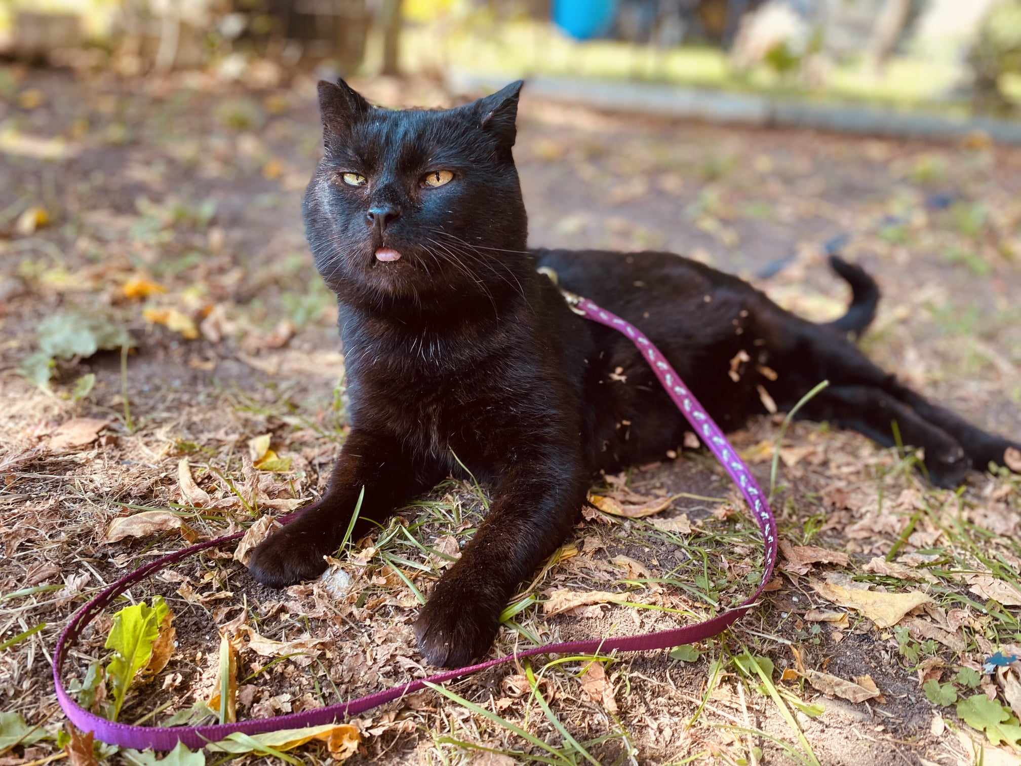 A shiny black cat is laying on the ground in the sun. His tongue is sticking out. He is on a leash