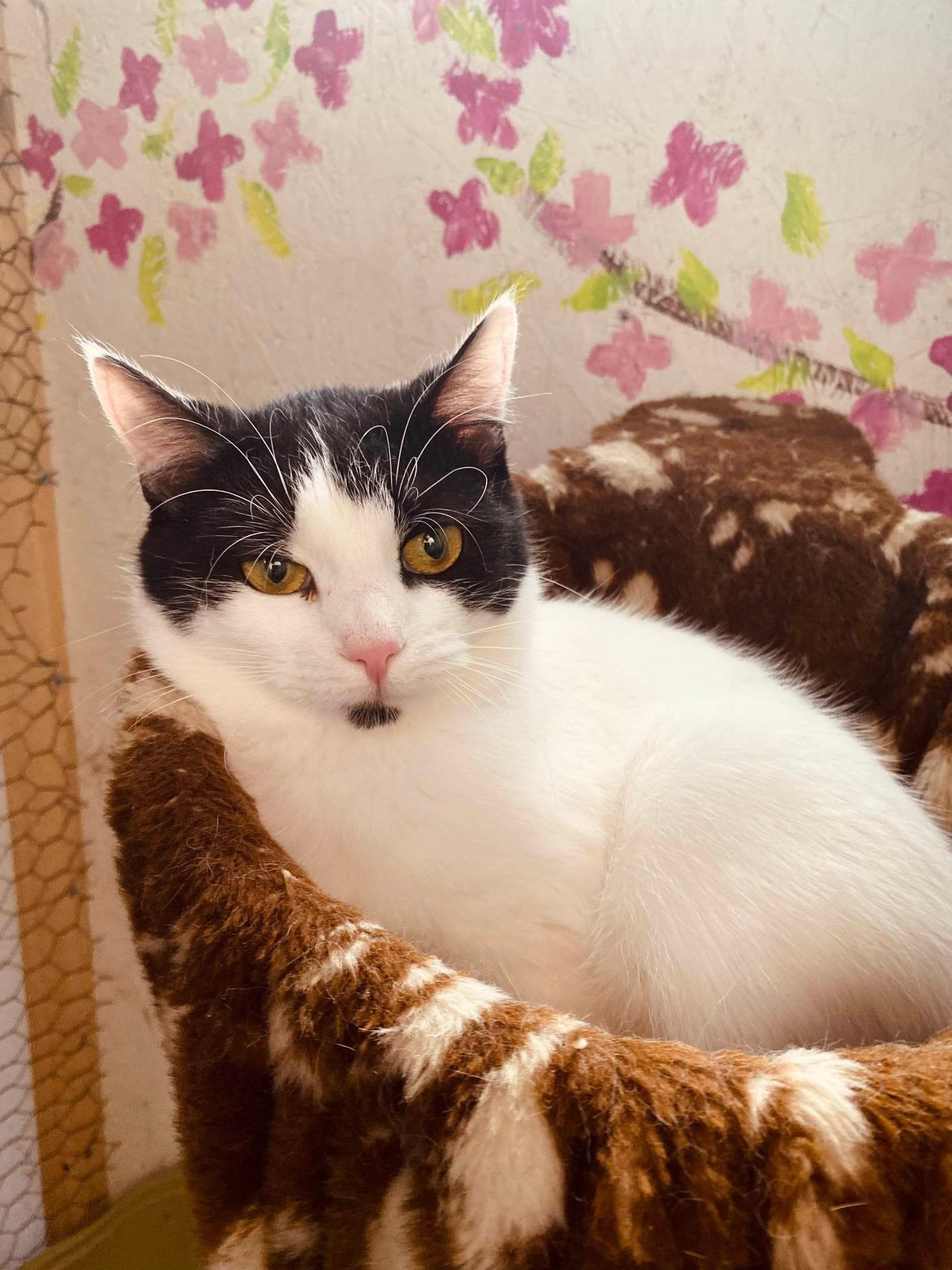a black and white cat is lounging in a hammock