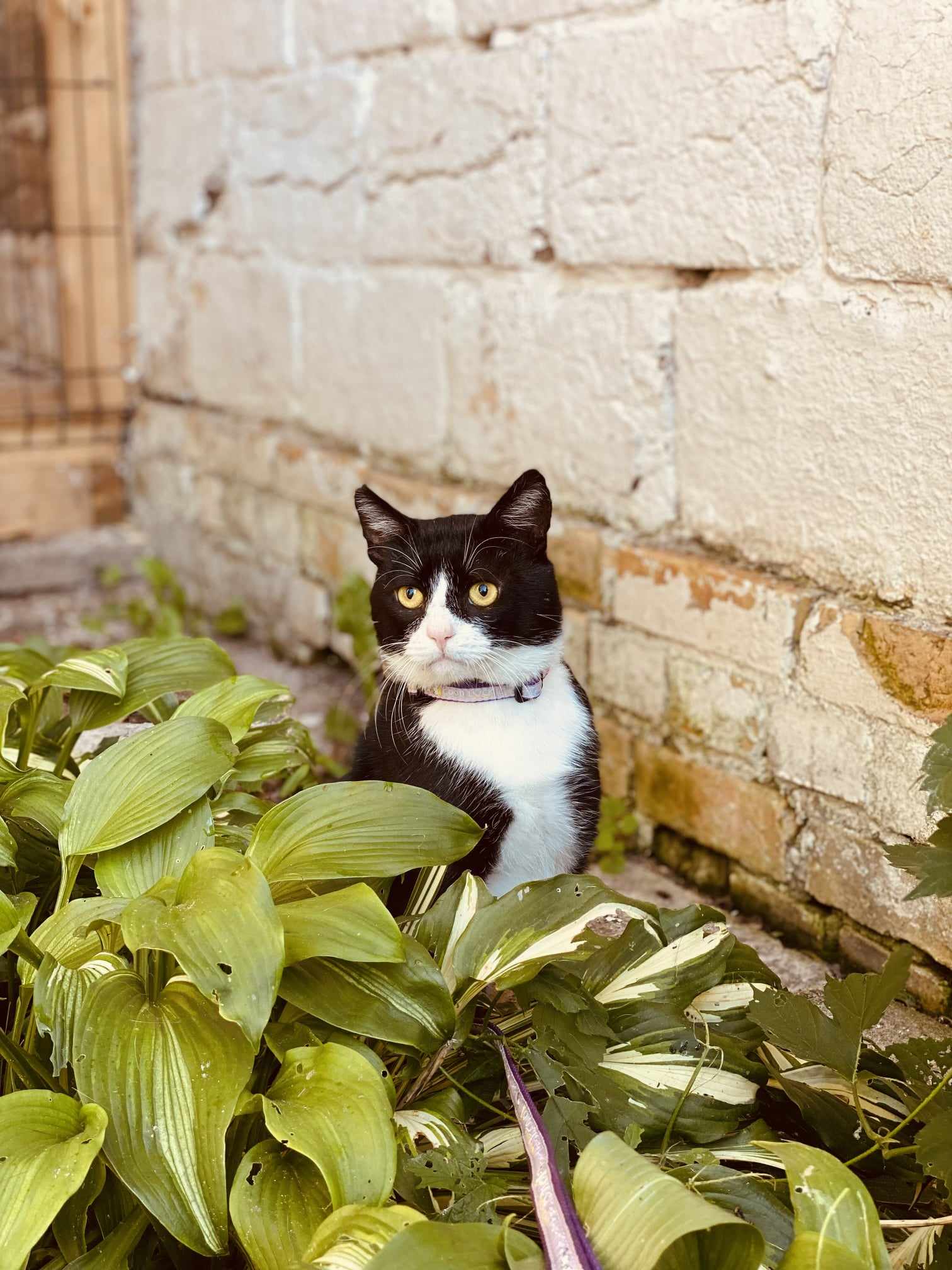 A tuxedo cat with yellow eyes is sitting in the bushes. He looks like grumpy cat