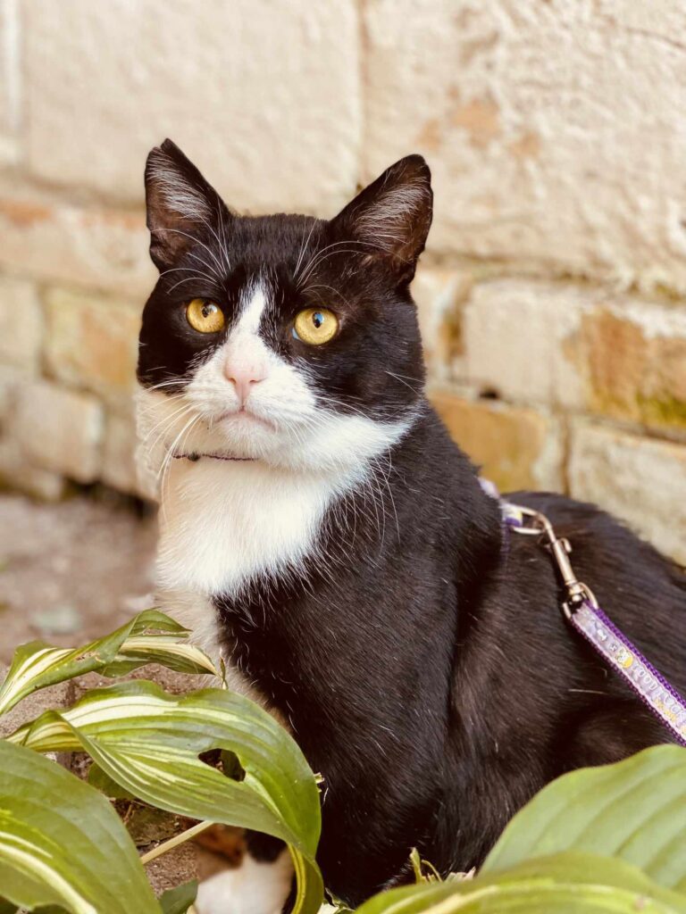 A tuxedo cat with yellow eyes is sitting in the bushes. He looks like grumpy cat