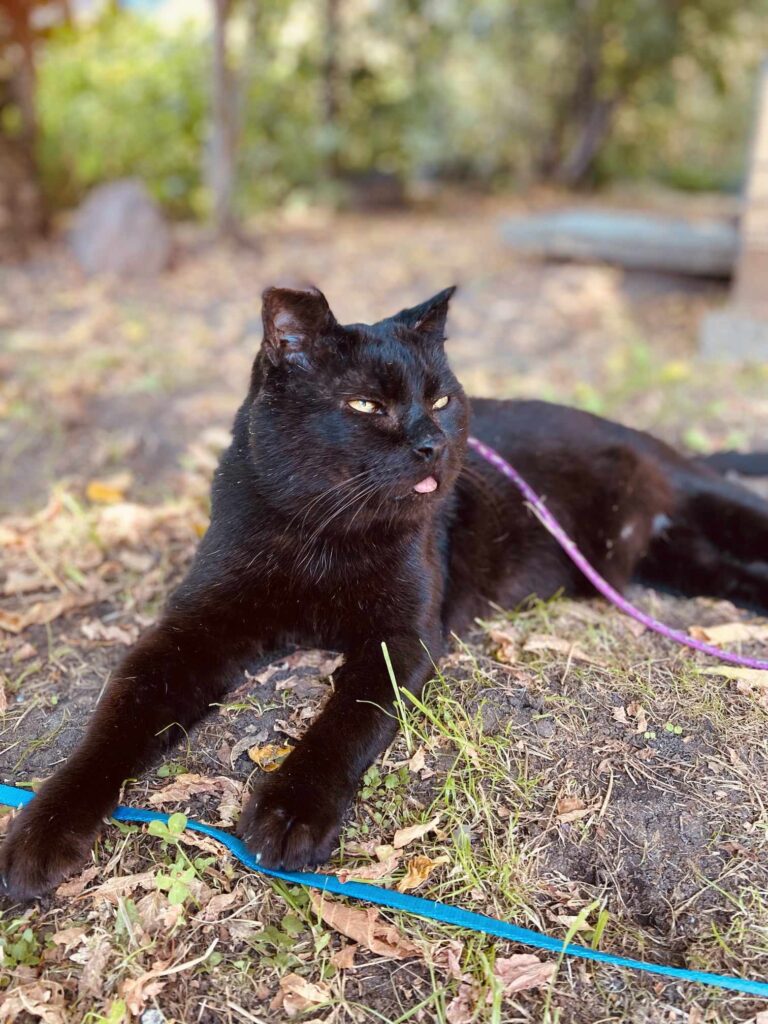 A shiny black cat is laying on the ground in the sun. His tongue is sticking out. He is on a leash
