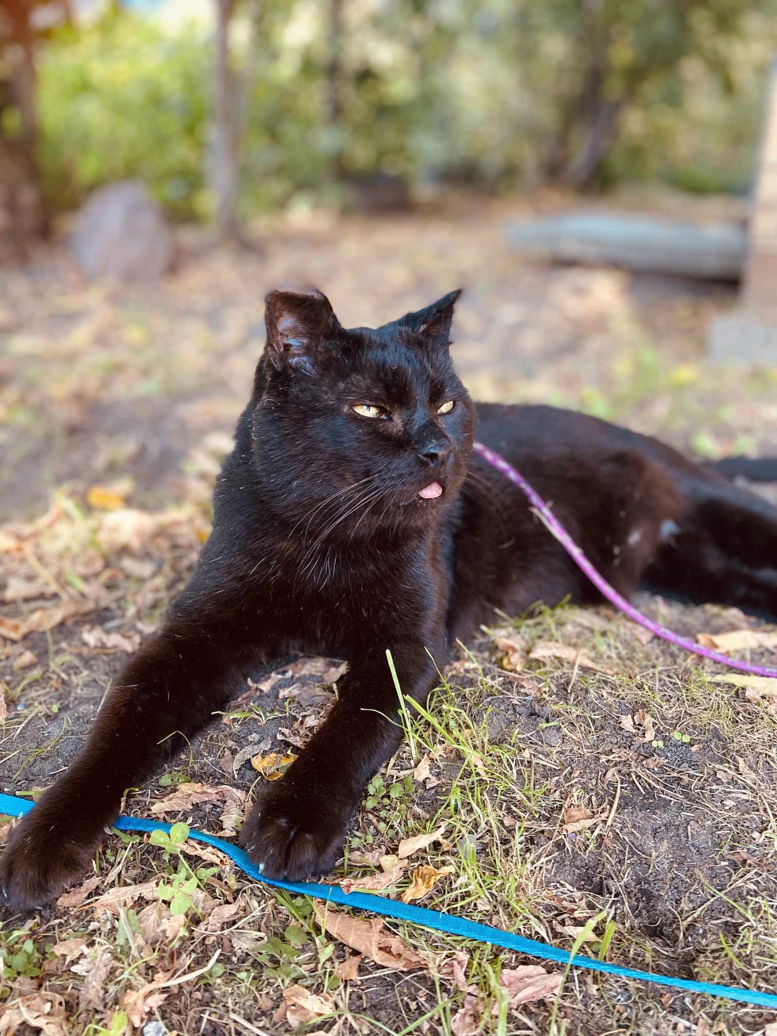 A shiny black cat is laying on the ground in the sun. His tongue is sticking out. He is on a leash