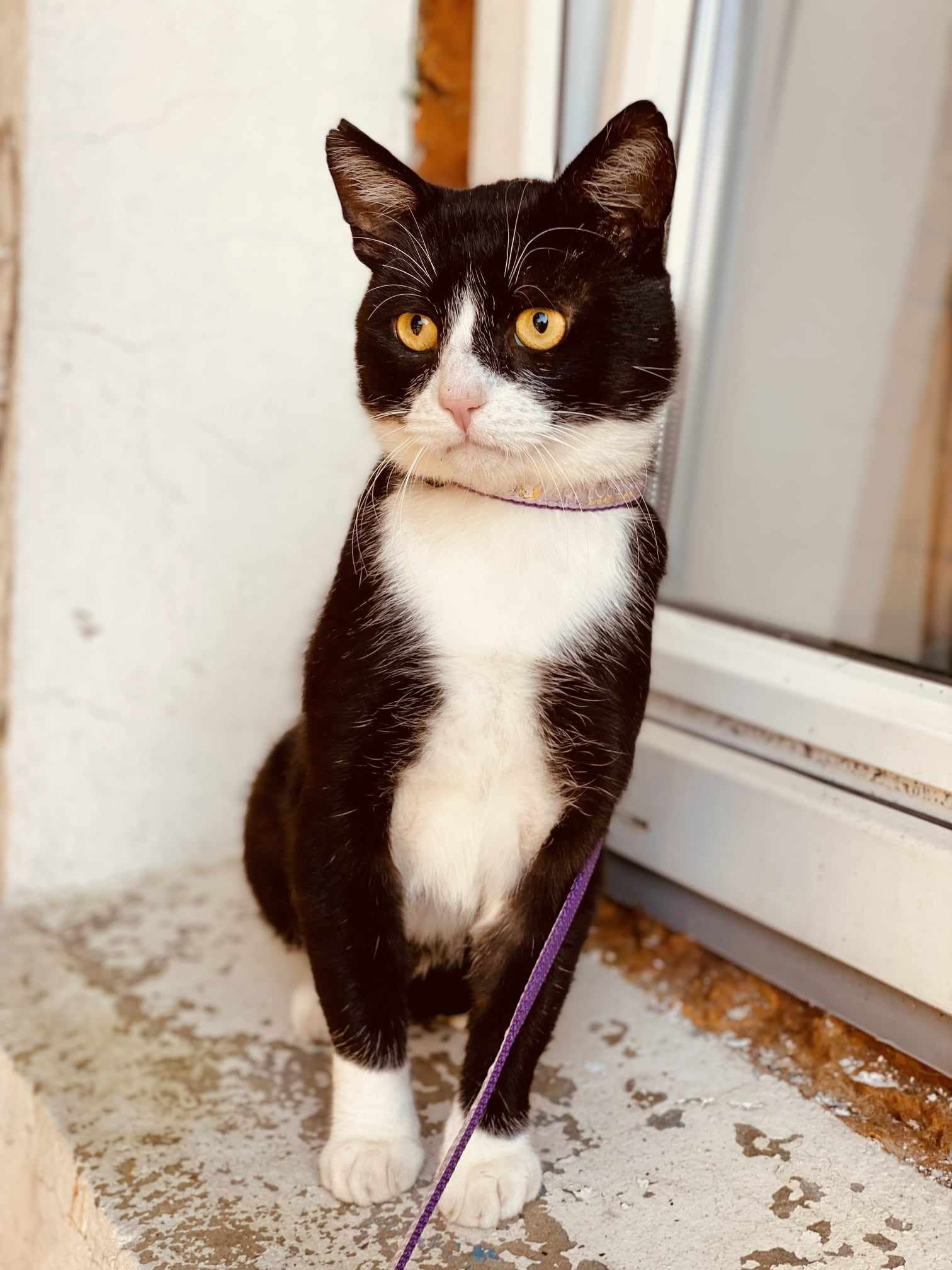 A tuxedo cat with yellow eyes is sitting outside and staring off camera. He looks like grumpy cat