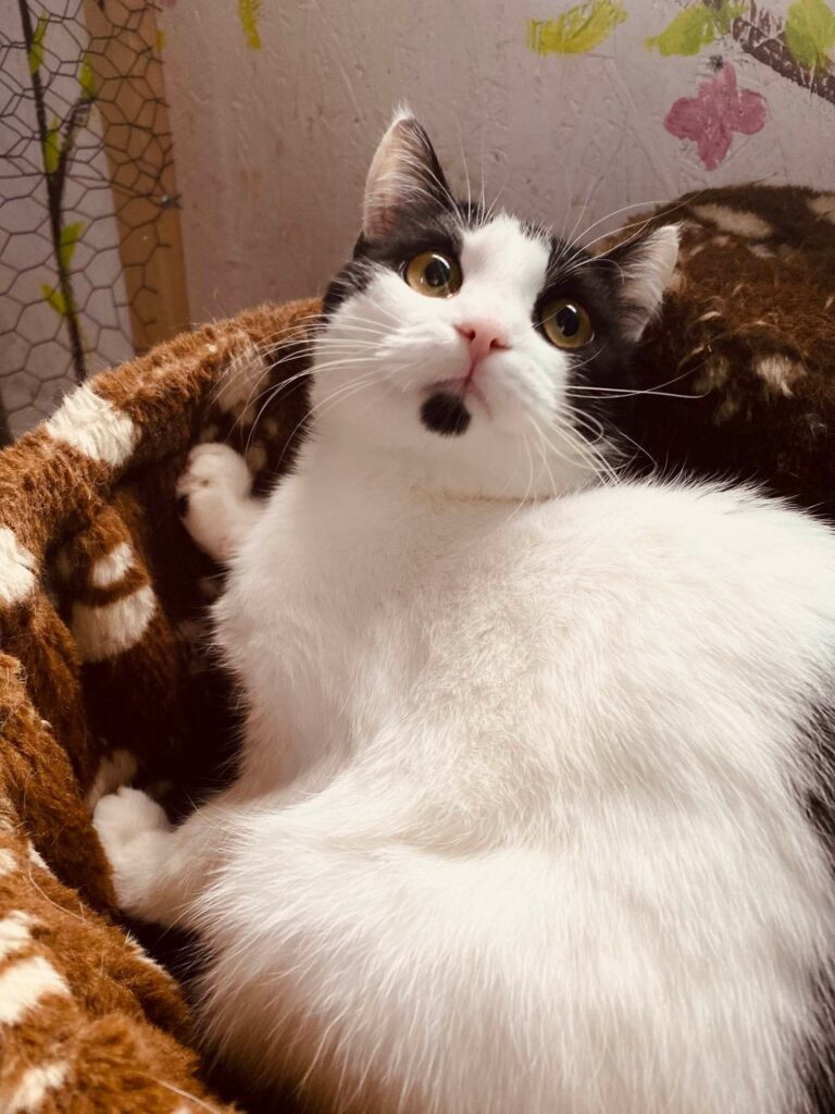 a black and white cat is lounging in a hammock and looking up. She has a black chin