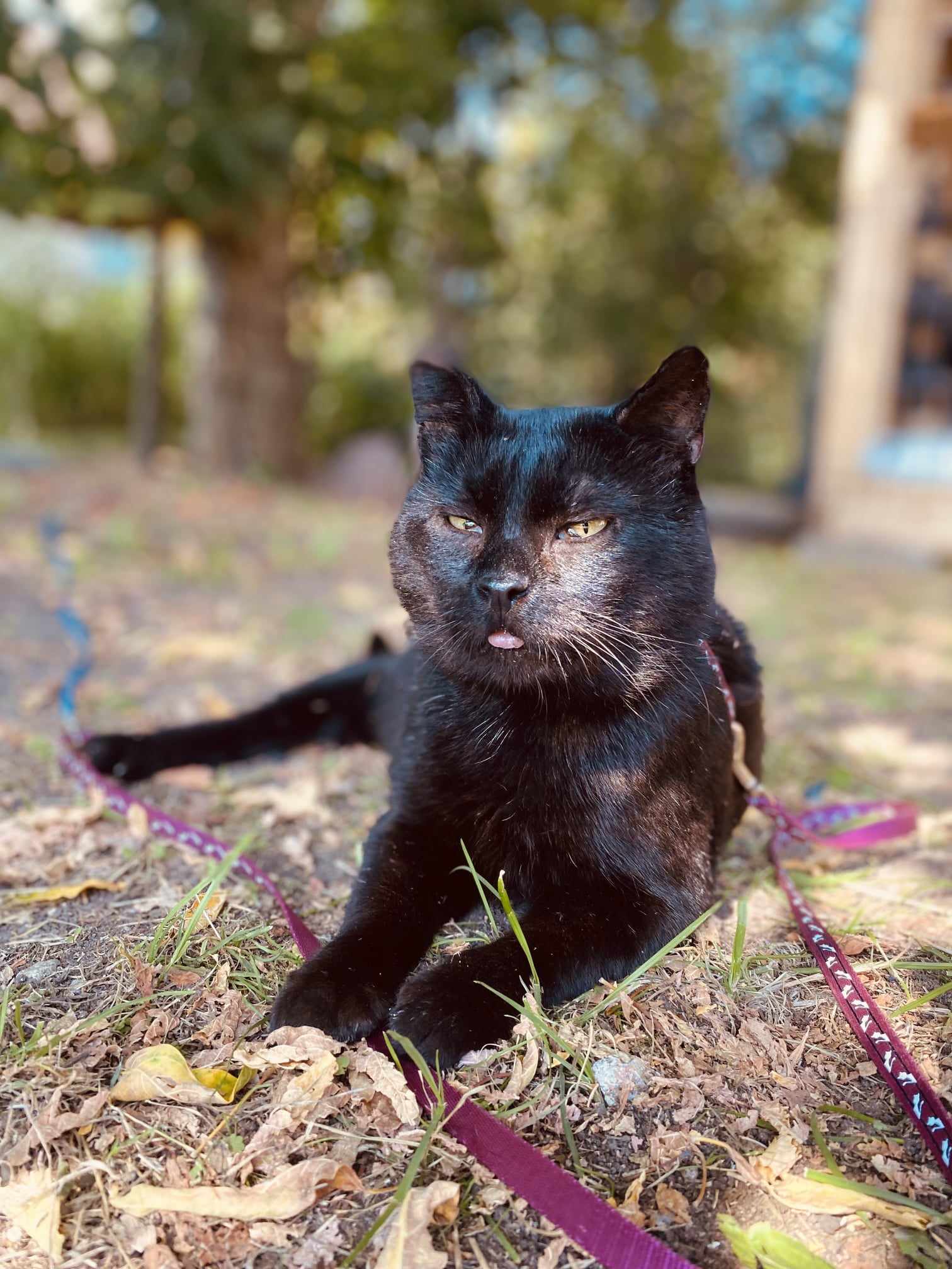 A shiny black cat is laying on the ground in the sun. His tongue is sticking out. He is on a leash