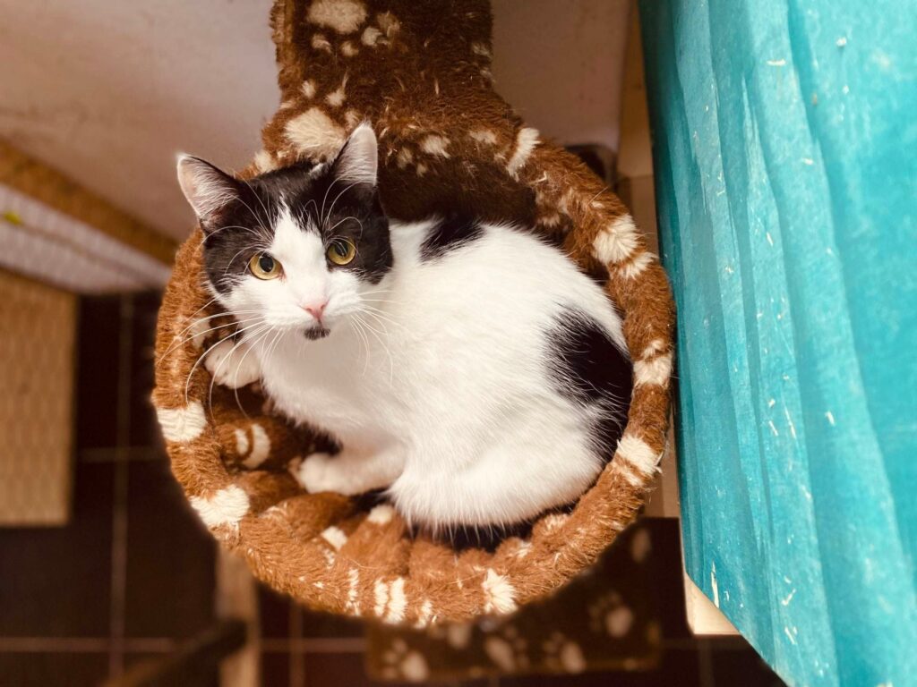 a black and white cat is lounging in a hammock