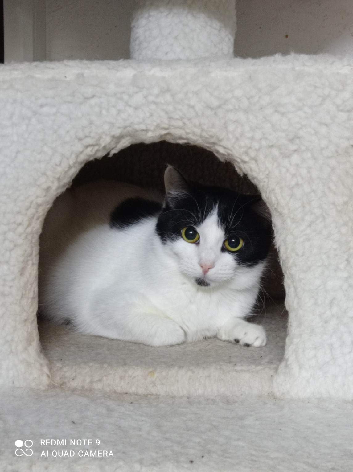 a black and white cat is sitting in a hut