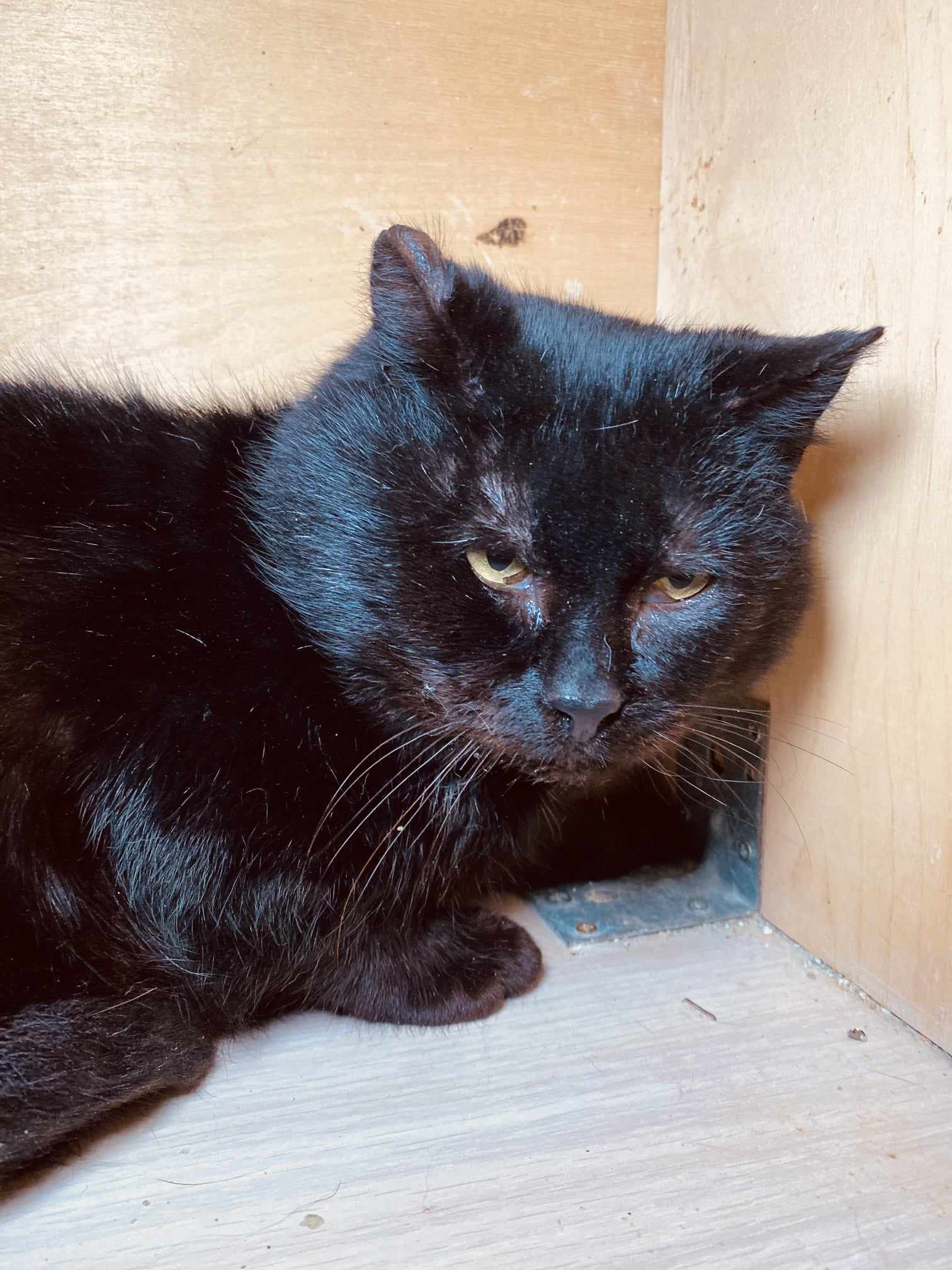 A shiny black cat is lounging in a wooden box