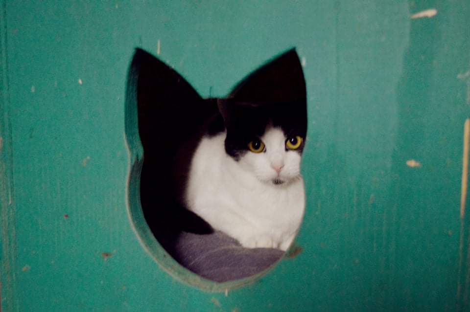 a black and white cat is hiding in a box