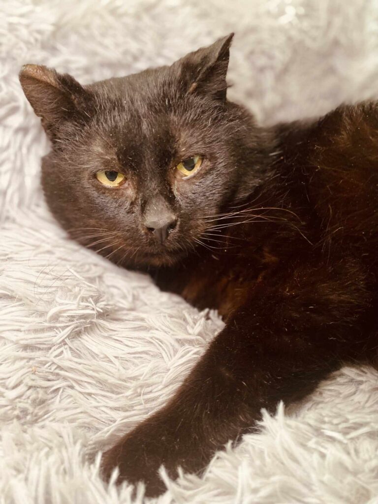 A shiny black cat is laying on a fuzzy blanket