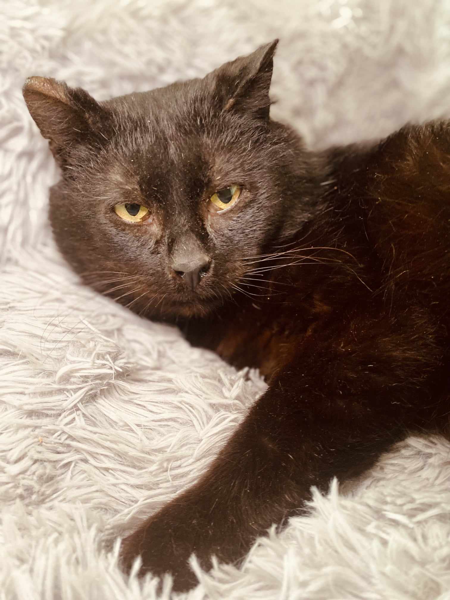 A shiny black cat is laying on a fuzzy blanket
