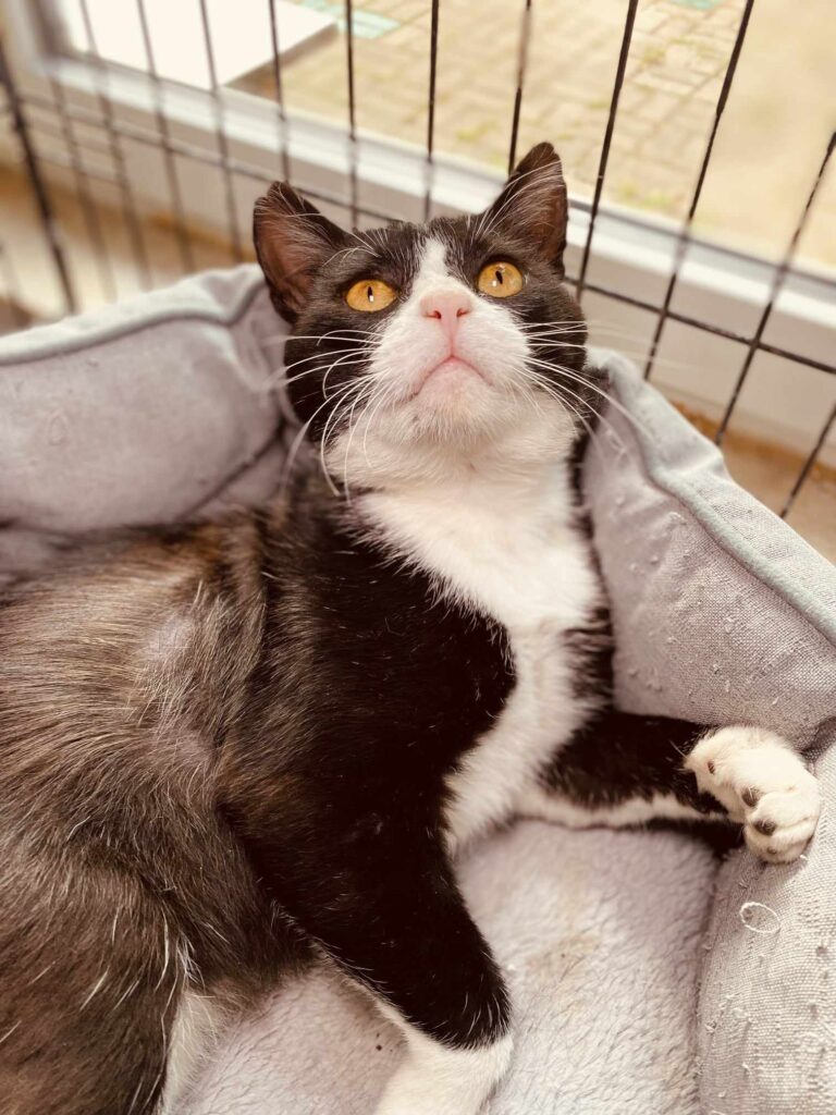 A tuxedo cat is laying in a cat bed and staring up