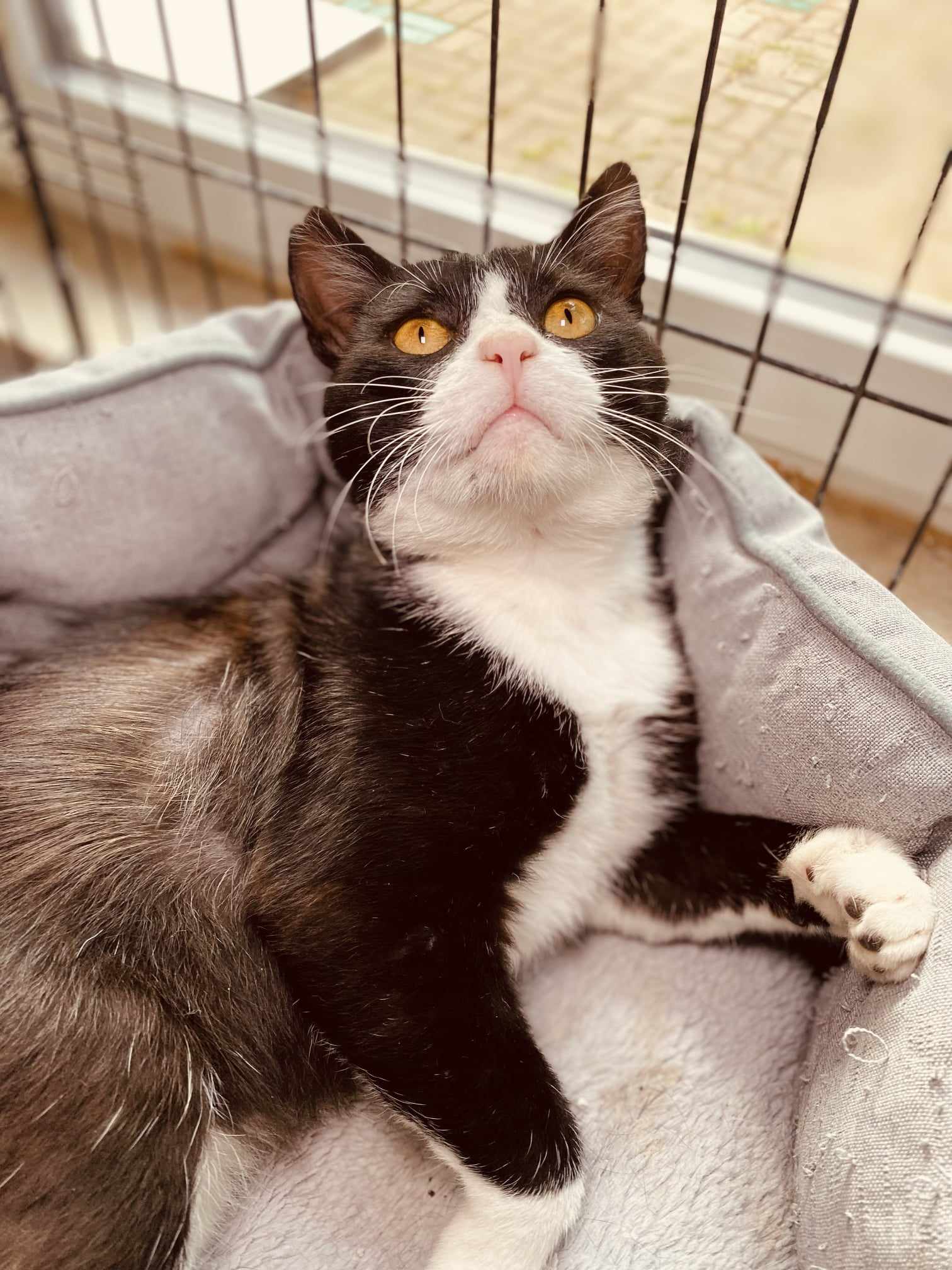 A tuxedo cat is laying in a cat bed and staring up