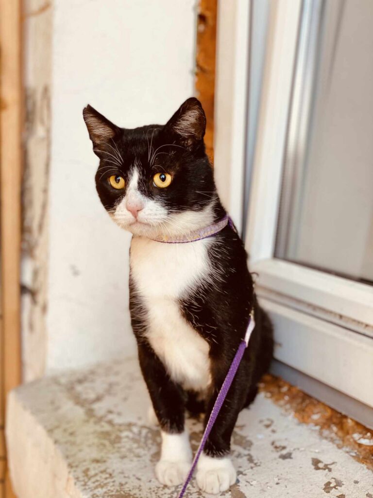 A tuxedo cat with yellow eyes is sitting and is wearing a leash