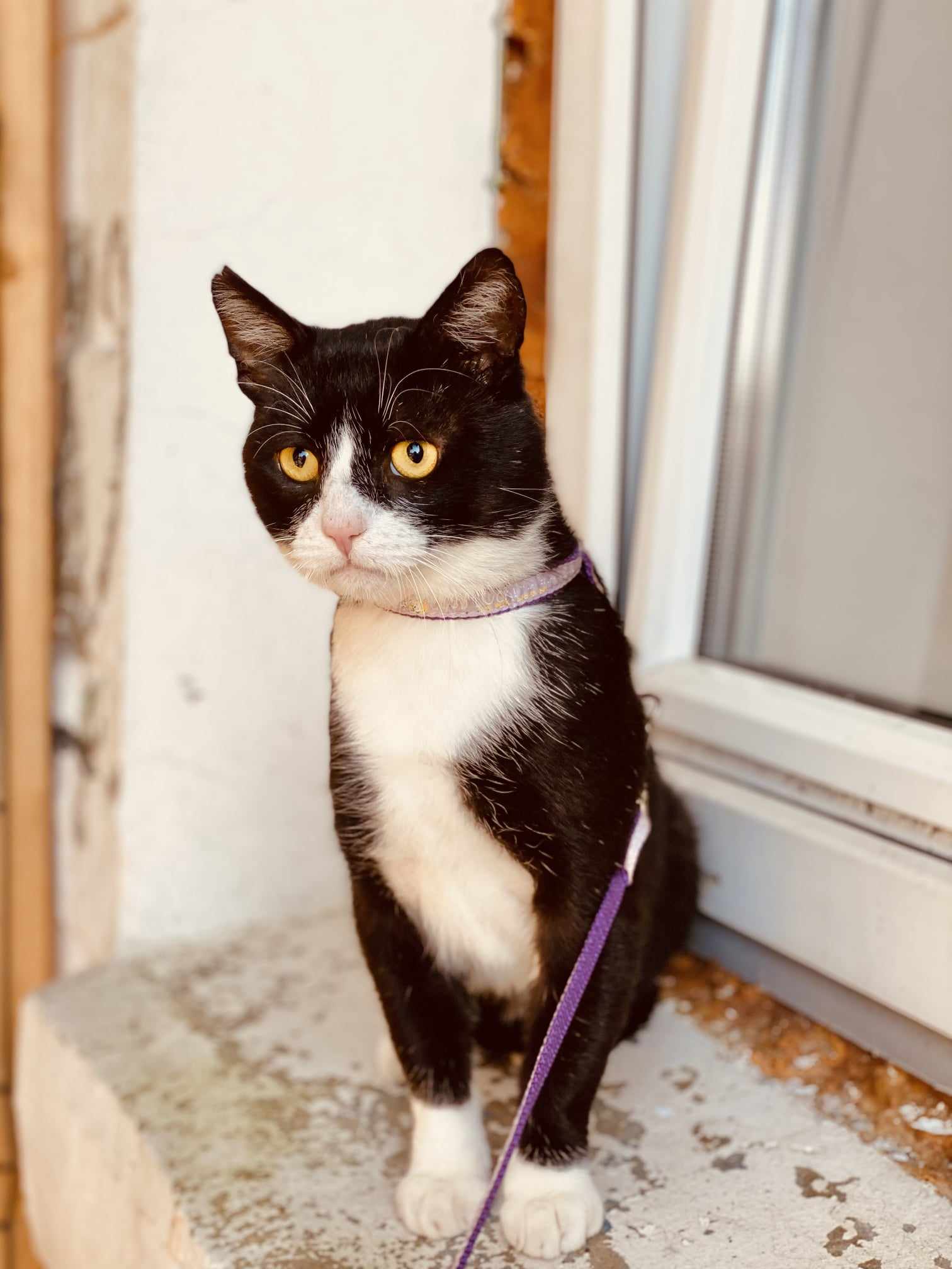 A tuxedo cat with yellow eyes is sitting and is wearing a leash