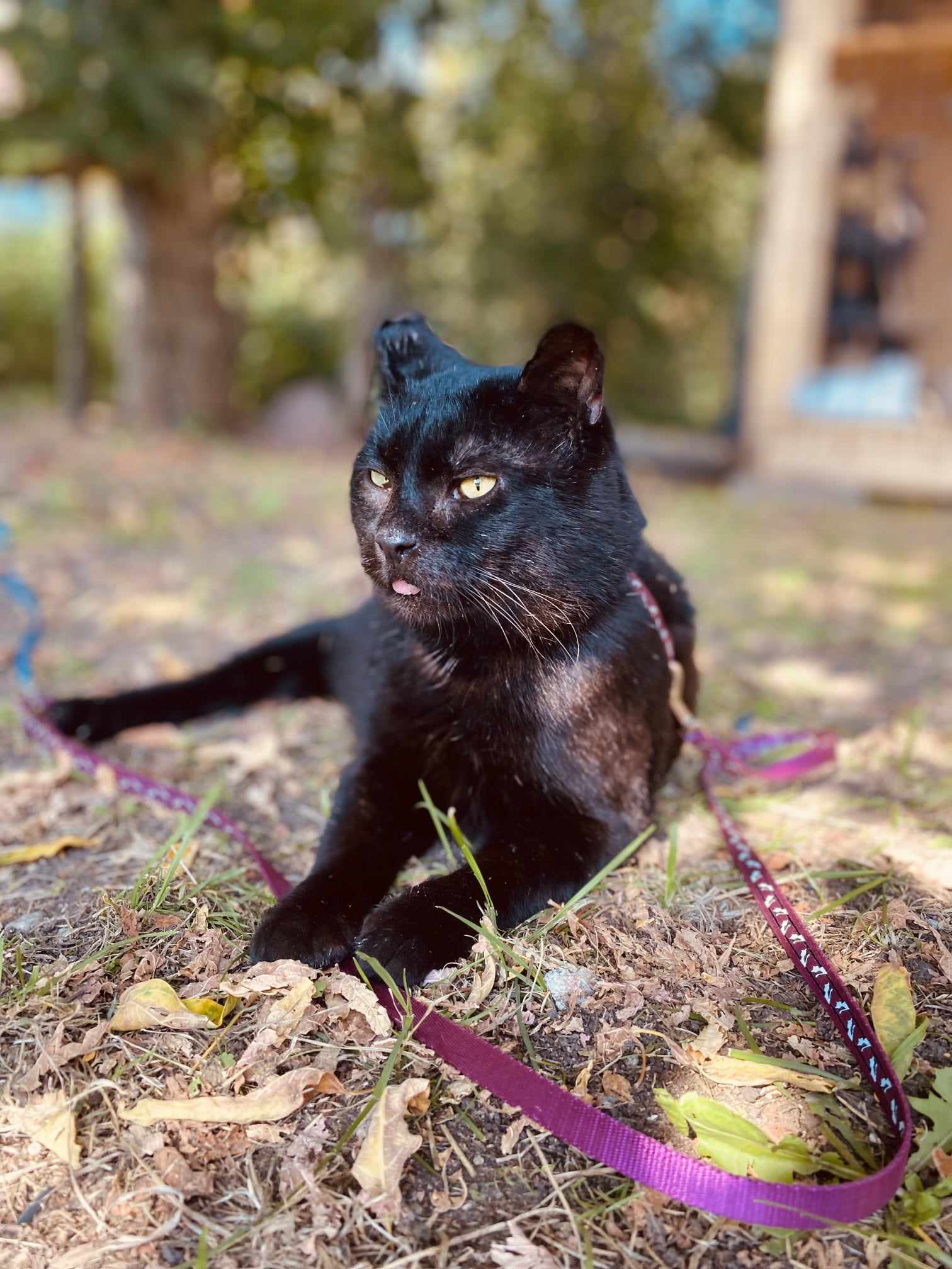 A shiny black cat is laying on the ground in the sun. His tongue is sticking out. He is on a leash