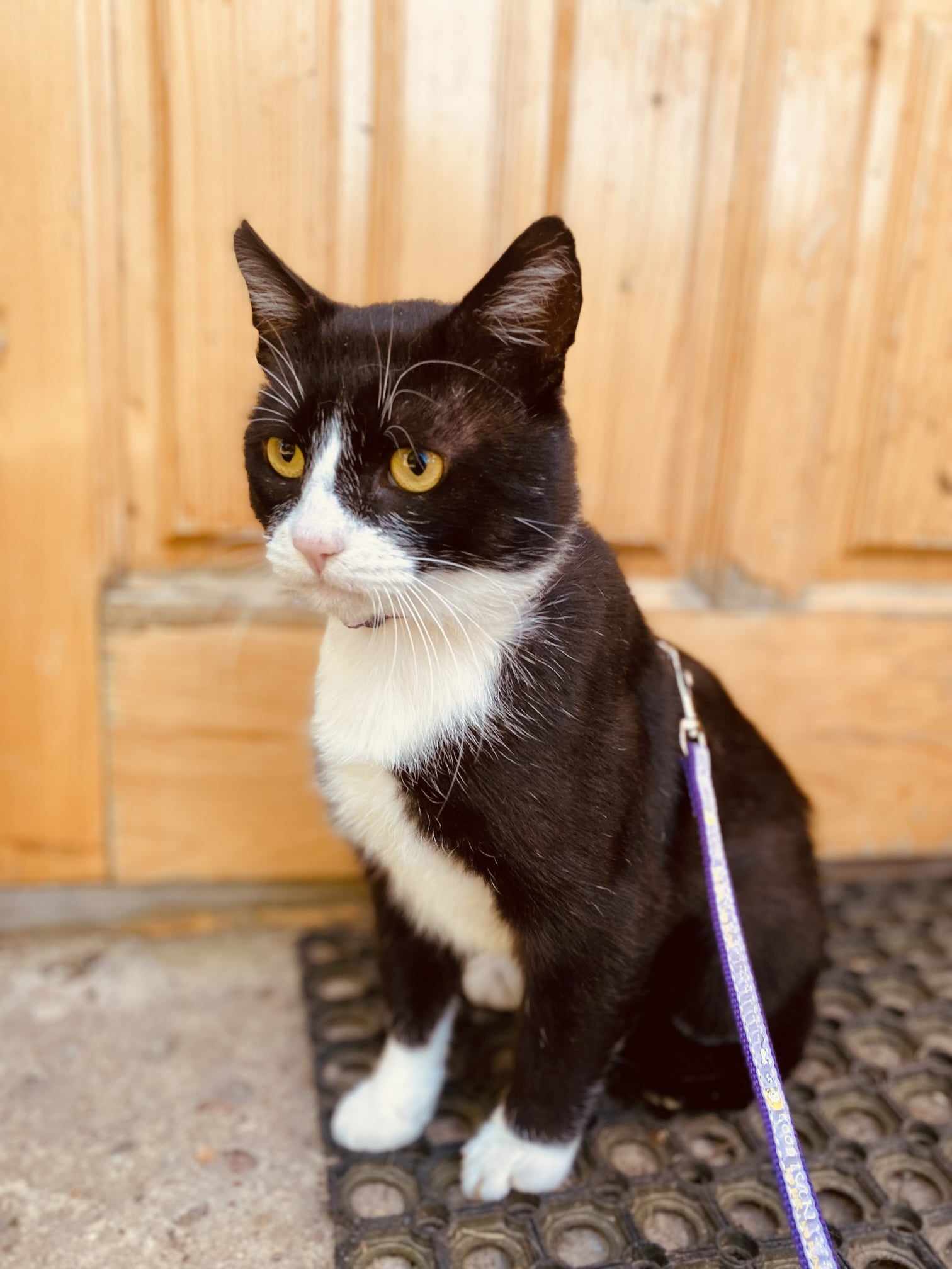 A tuxedo cat with yellow eyes is sitting and is wearing a leash