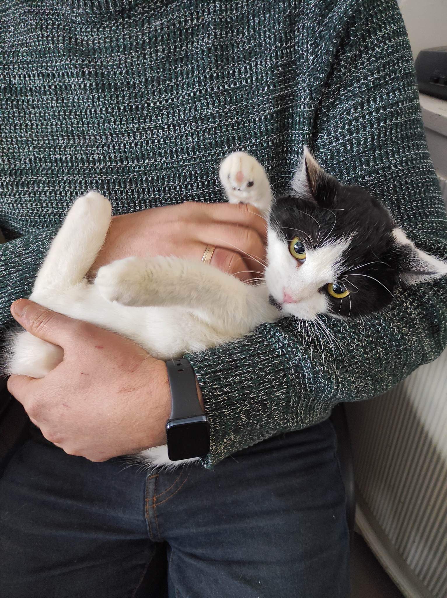 Someone is holding a black and white cat like a baby