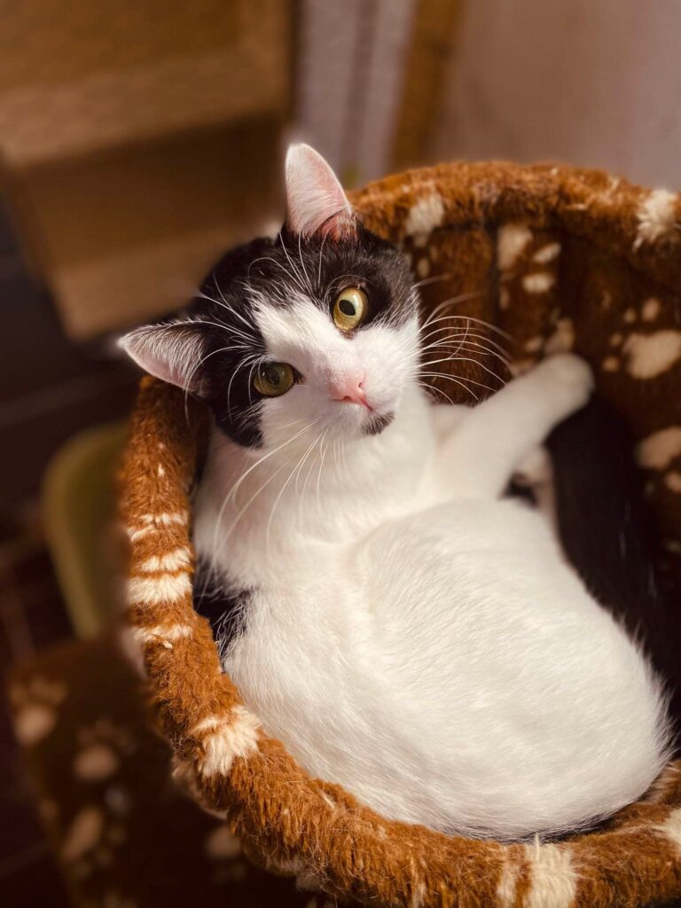 a black and white cat is lounging in a hammock