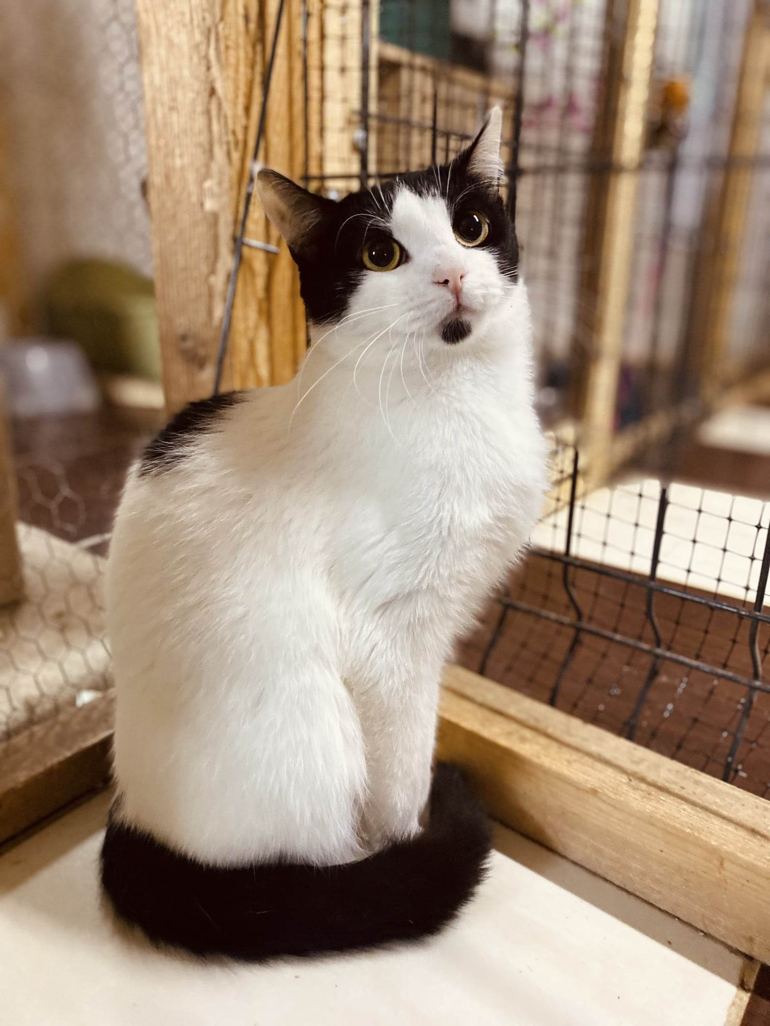 A black and white cat is sitting next to a mesh enclosure.