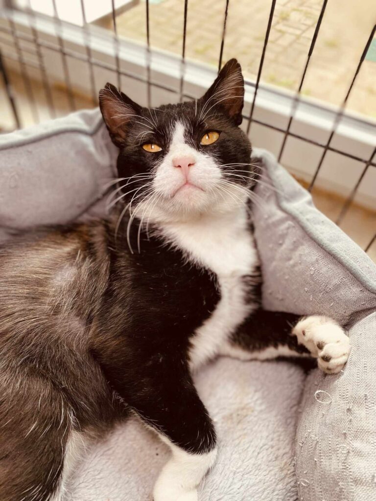 A tuxedo cat is laying in a cat bed and staring up