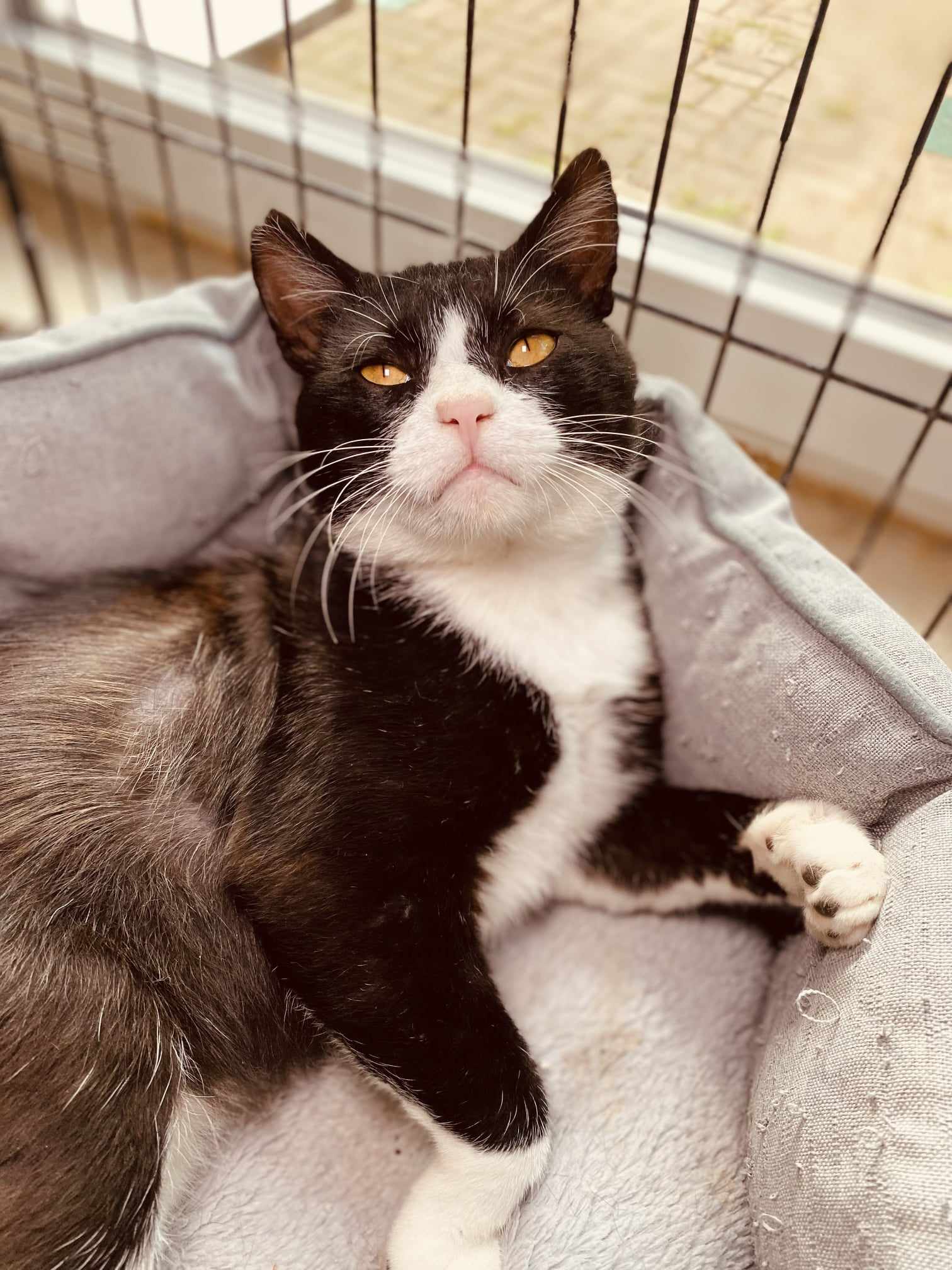 A tuxedo cat is laying in a cat bed and staring up