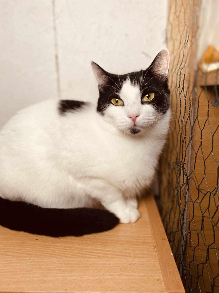 a black and white cat is sitting next to a wire crate