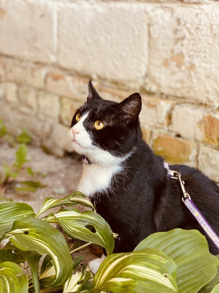 A black and white tuxedo cat with yellow eyes is sitting in the bushes. He looks like grumpy cat. He is wearing a leash