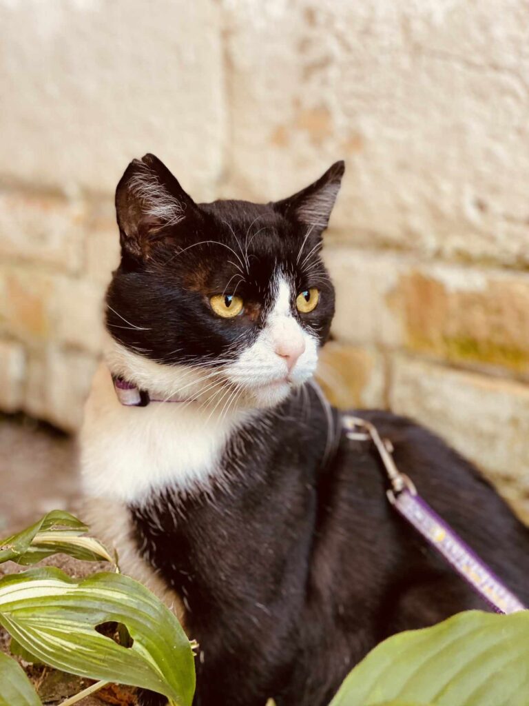 A black and white tuxedo cat with yellow eyes is sitting in the bushes. He looks like grumpy cat