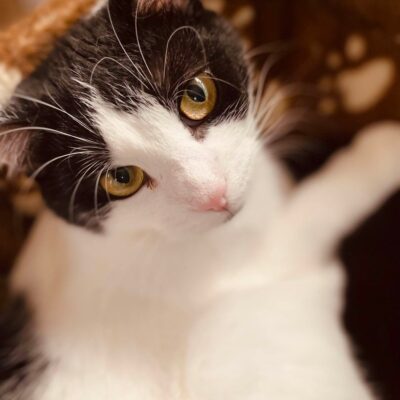 A black and white cat with amber eyes is sitting in a bowl