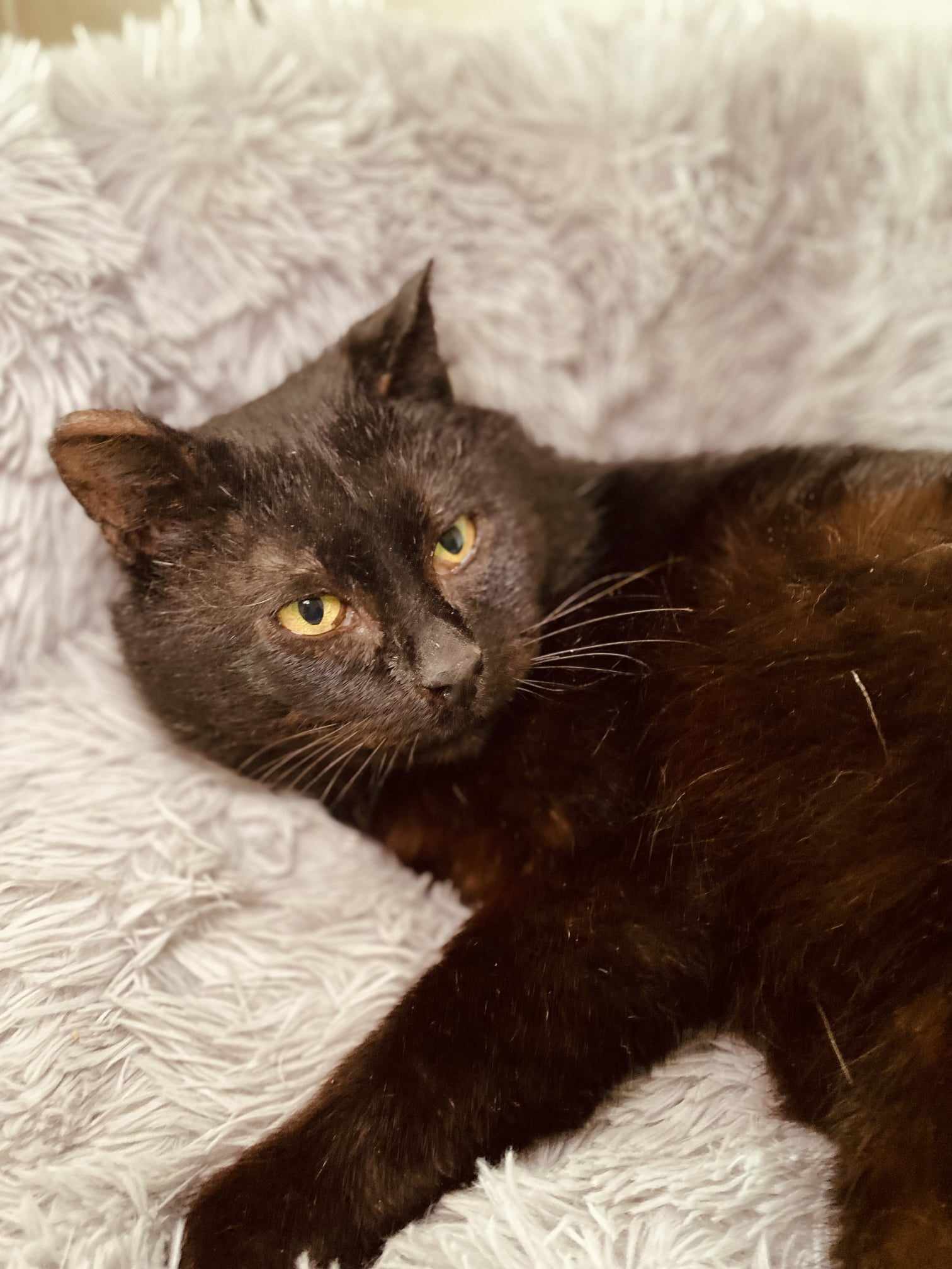 A shiny black cat is laying on a fuzzy blanket