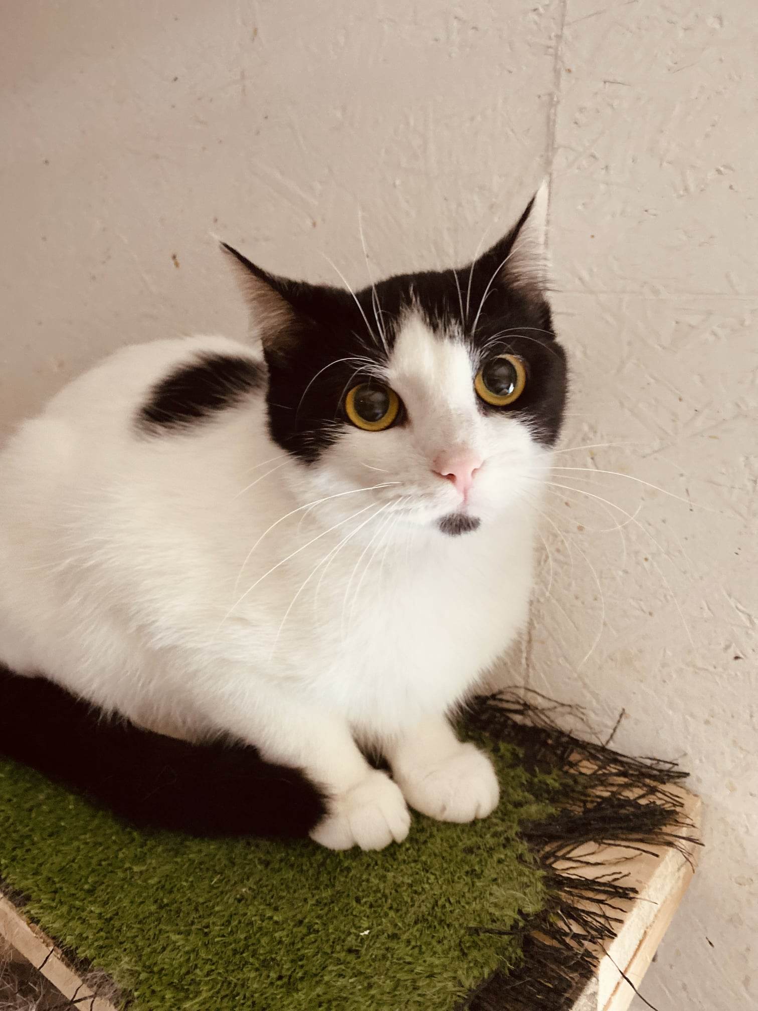 A black and white cat with big eyes is sitting on a cat tree