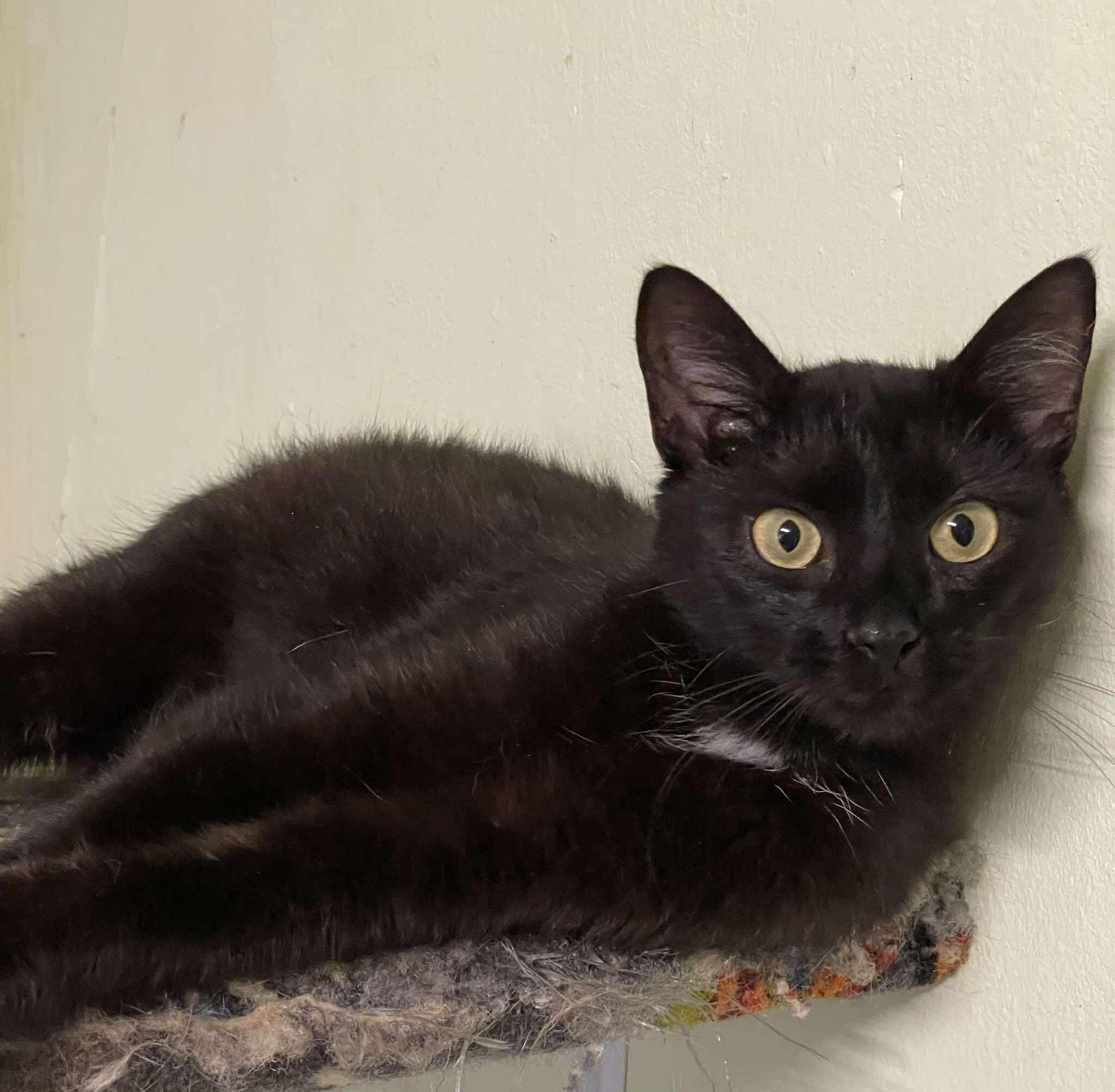 A sleek black cat is laying on a cat tree and staring off-camera. Her eyes are bright yellow