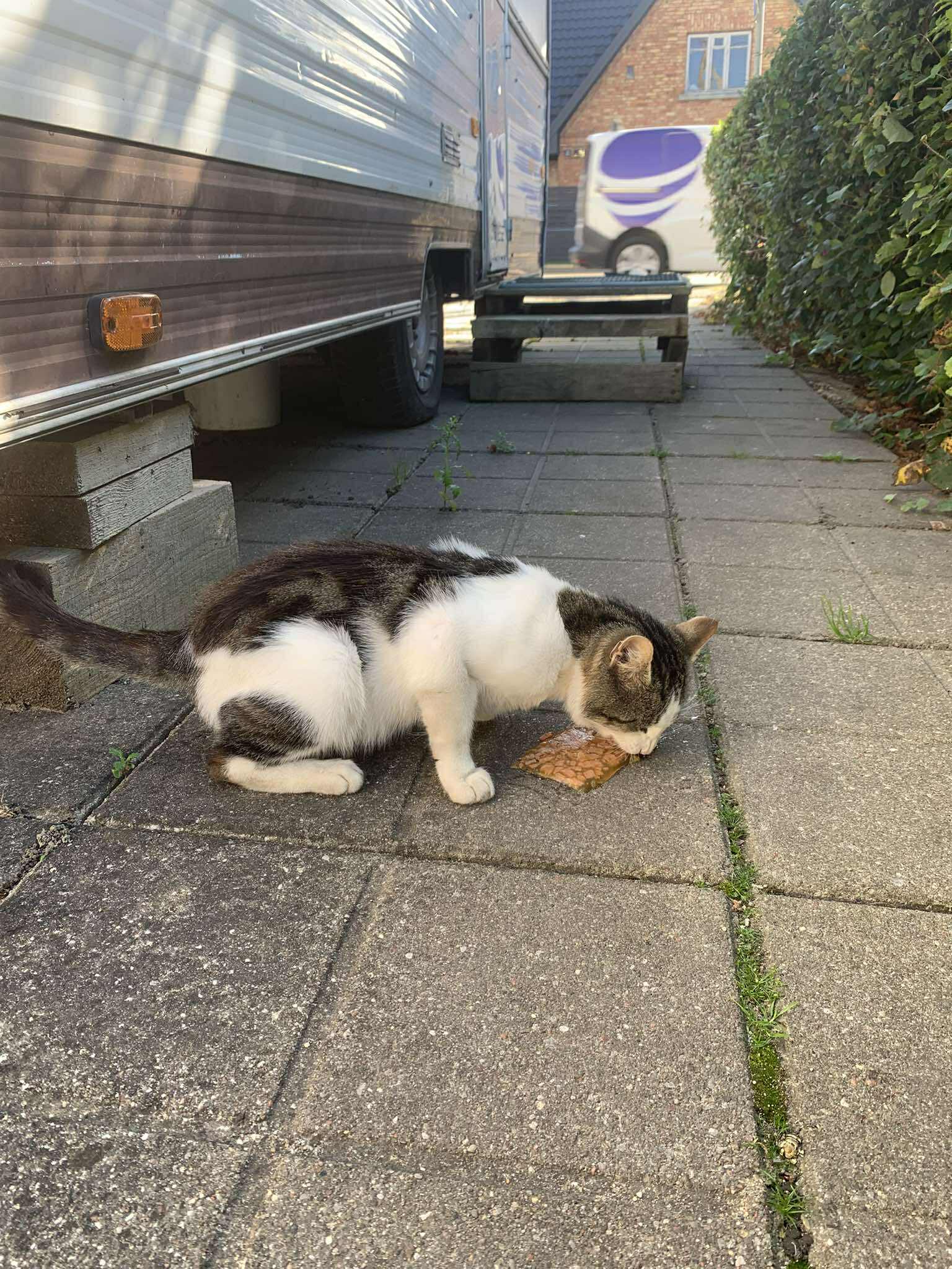 A gray and white cat is eating food on the street