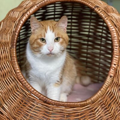 An orange and white cat is sitting in a brown wicker basket