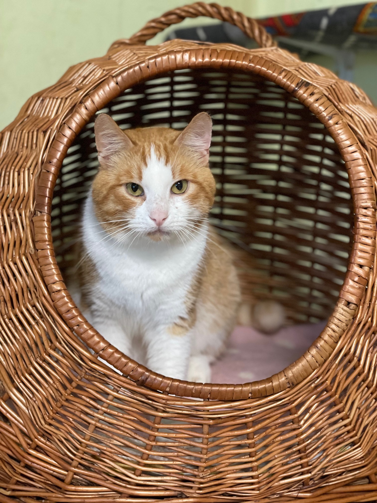 An orange and white cat is sitting in a brown wicker basket