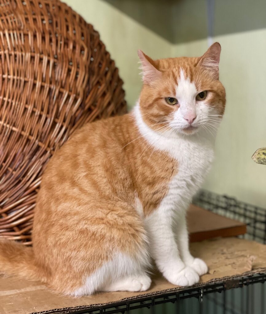 An orange and white cat is sitting in front of a brown wicker basket