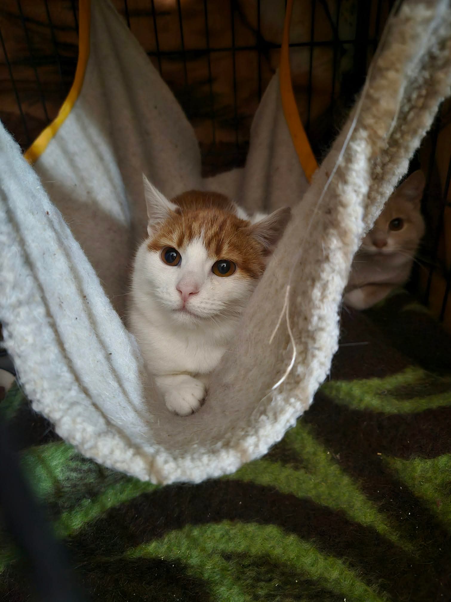 An orange and white cat is laying in a cat hammock