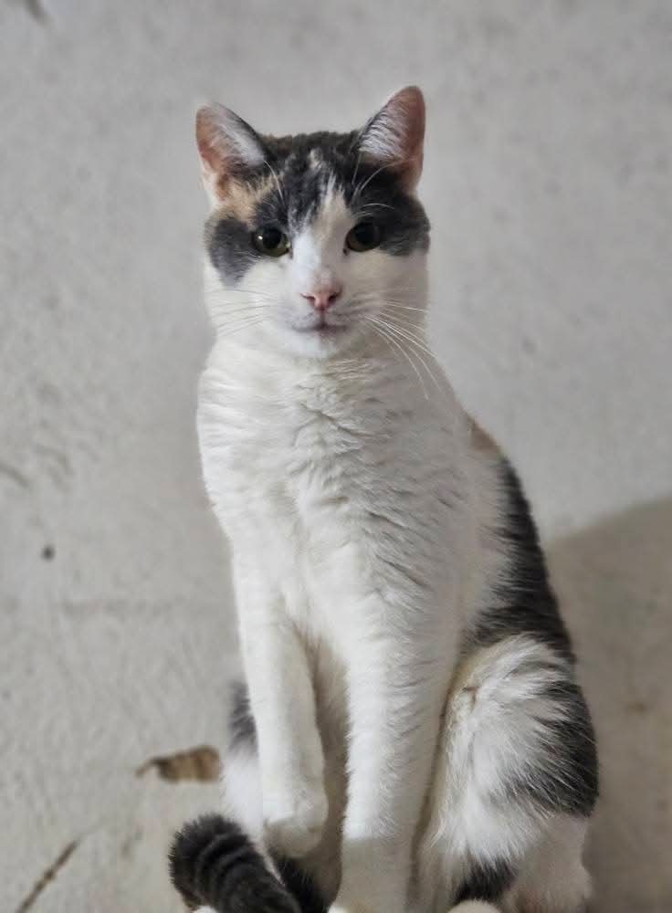 A tortoiseshell cat with a white chest is sitting down