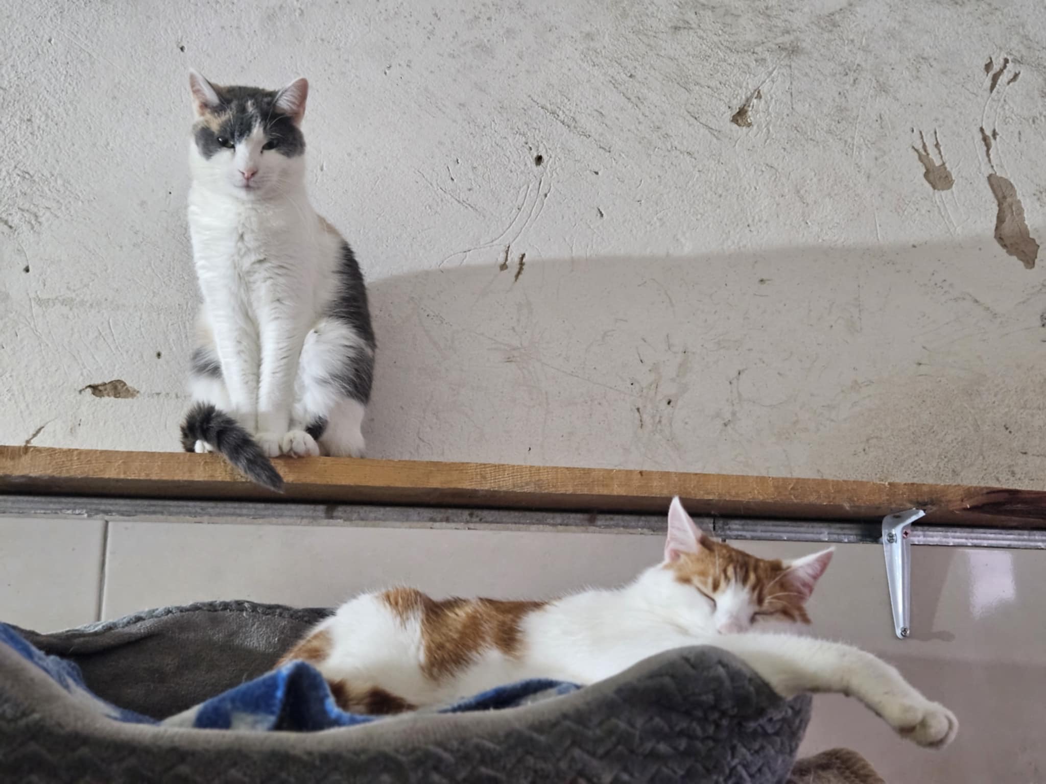 A tortoiseshell / calico cat with amber eyes is standing on a shelf. A white and orange cat is laying in a bed below her