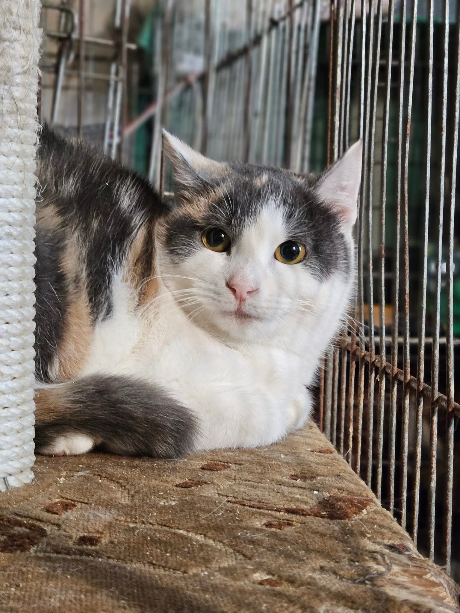 A tortoiseshell / calico cat with amber eyes is laying down and staring at the camera. She looks scared