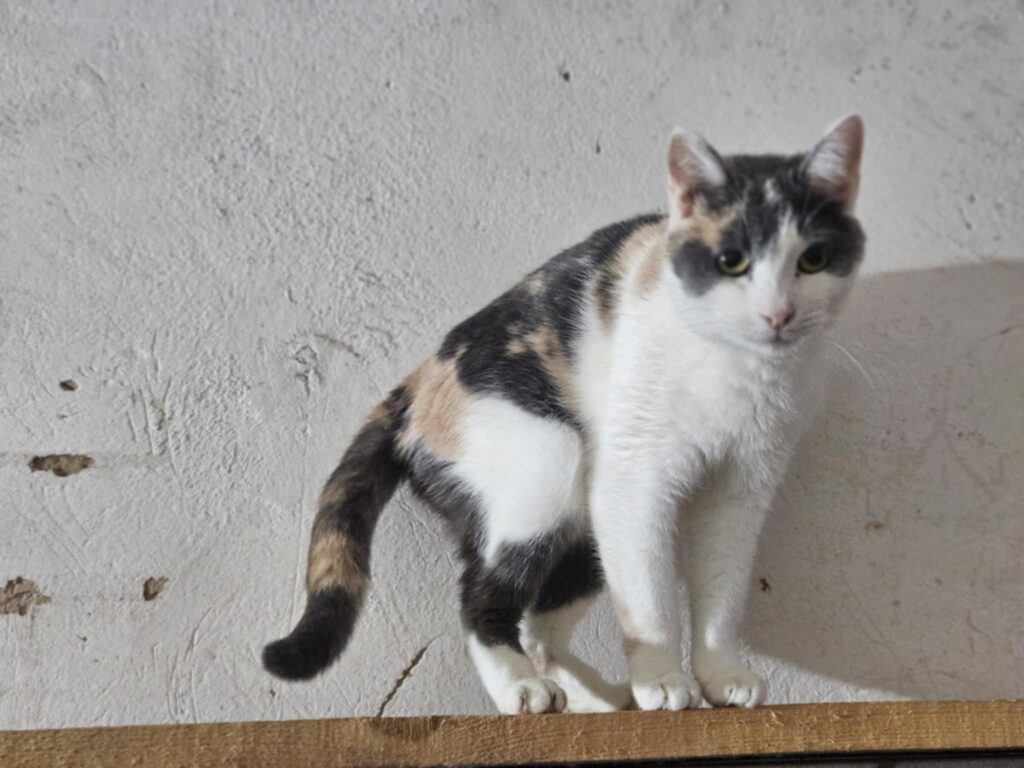 A tortoiseshell / calico cat with amber eyes is standing on a shelf